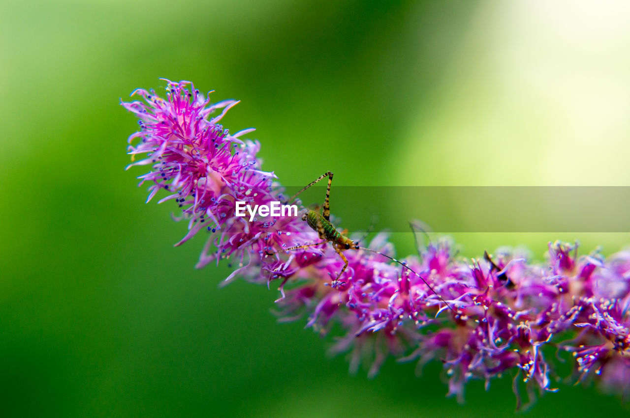 Macro shot of insect on pink flower