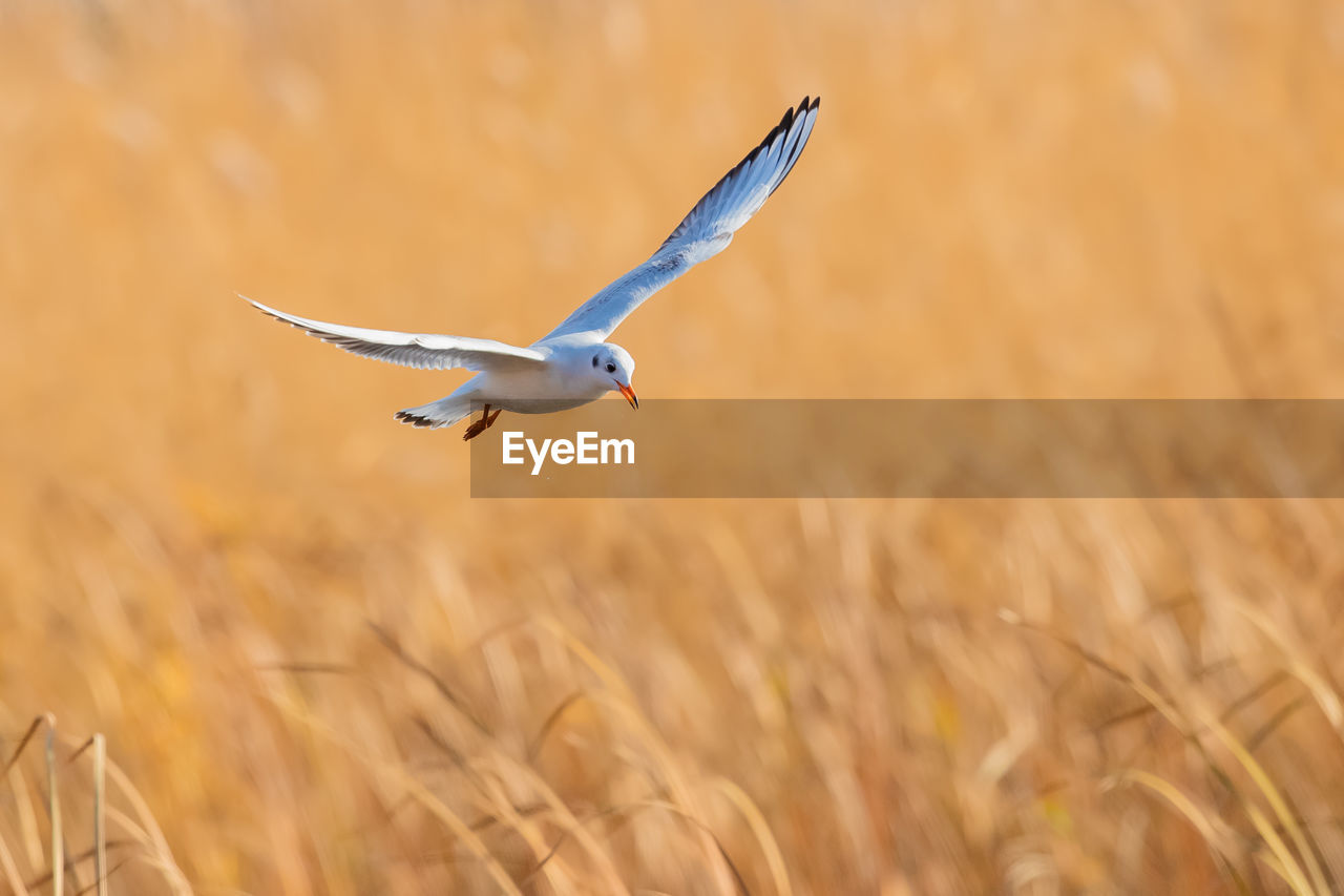 CLOSE-UP OF BIRD FLYING OVER LAND