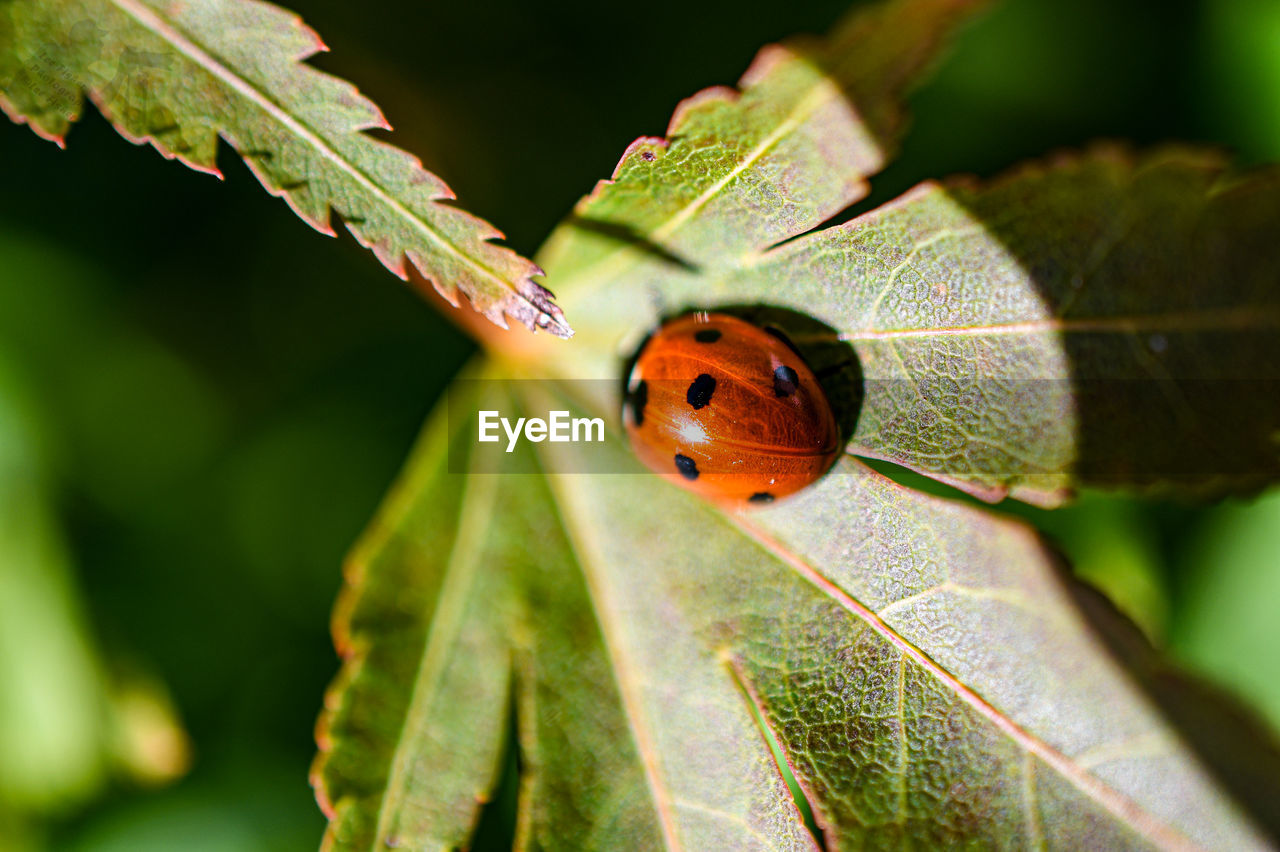 BUTTERFLY ON LEAF