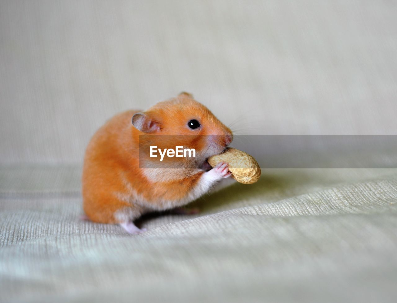 Close-up of a hamster eating groundnut