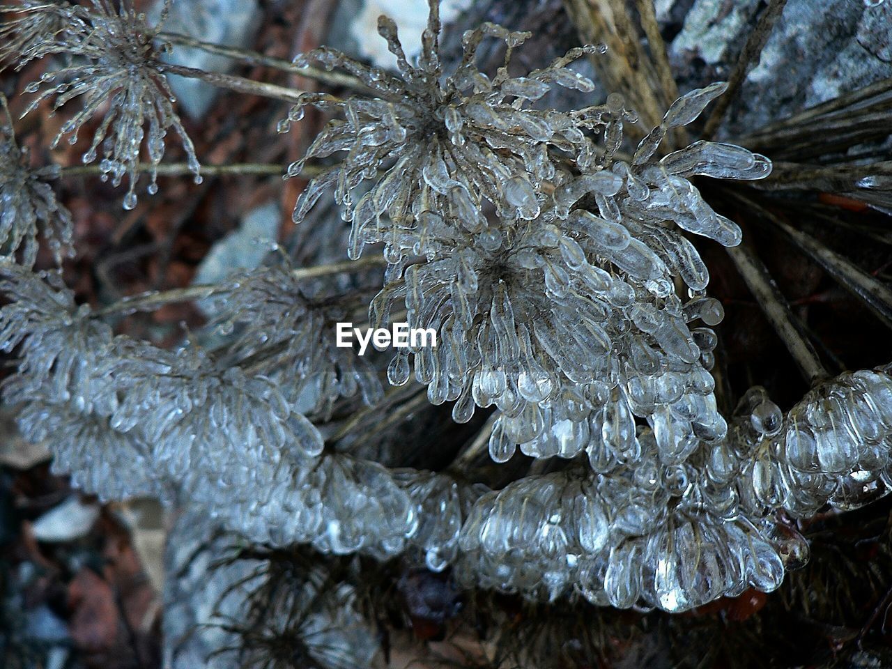 CLOSE-UP OF SNOW COVERED TREE