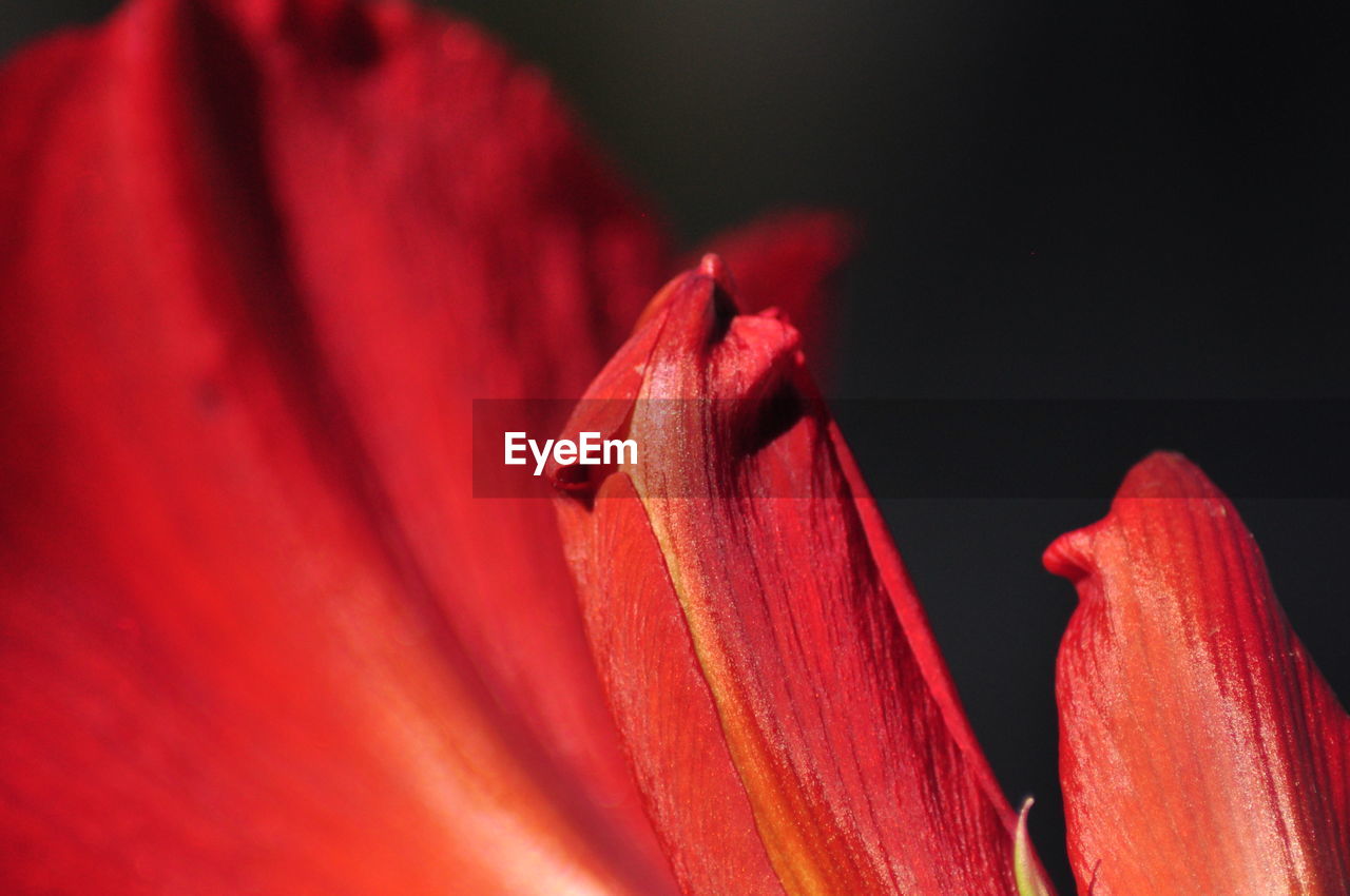 red, flower, macro photography, close-up, flowering plant, plant, freshness, beauty in nature, petal, fragility, inflorescence, pink, nature, no people, flower head, growth, leaf, plant stem, pollen, outdoors