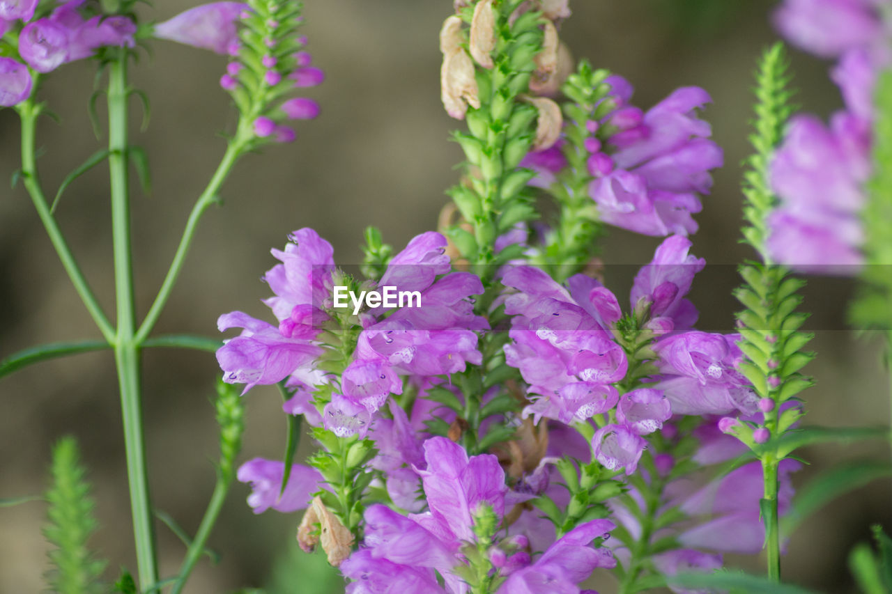 CLOSE-UP OF PURPLE FLOWERING PLANT