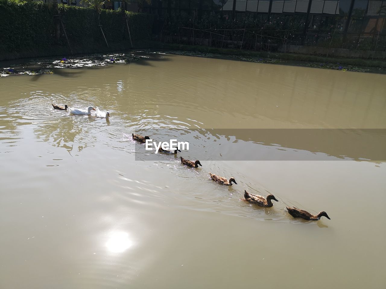 HIGH ANGLE VIEW OF BIRDS IN LAKE