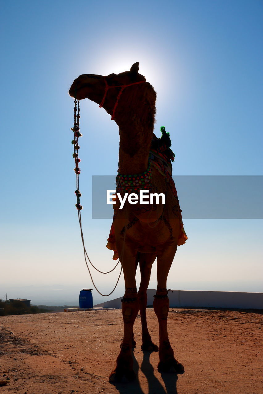 View of a camel on desert