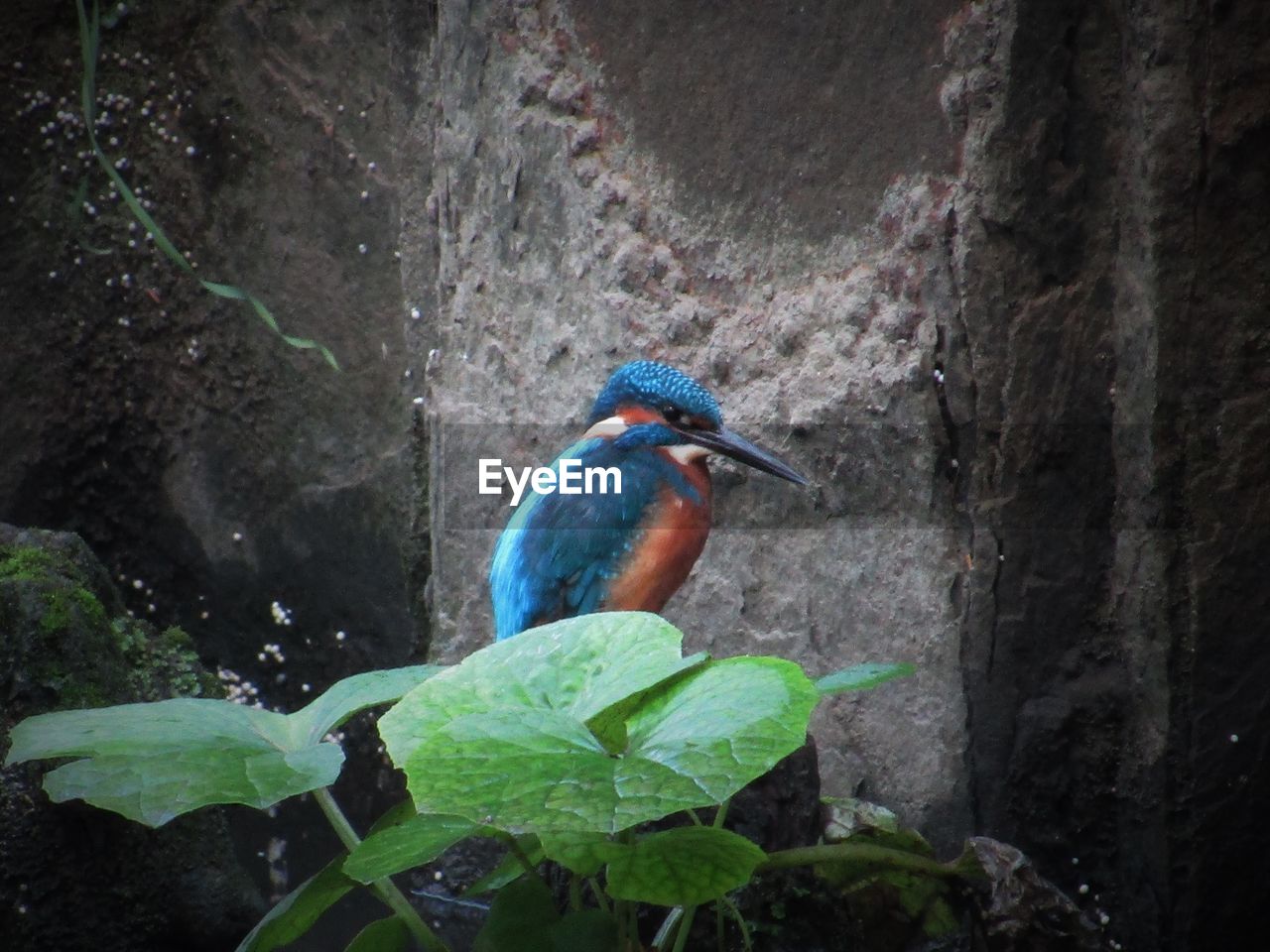 Close-up of bird perching on leaf