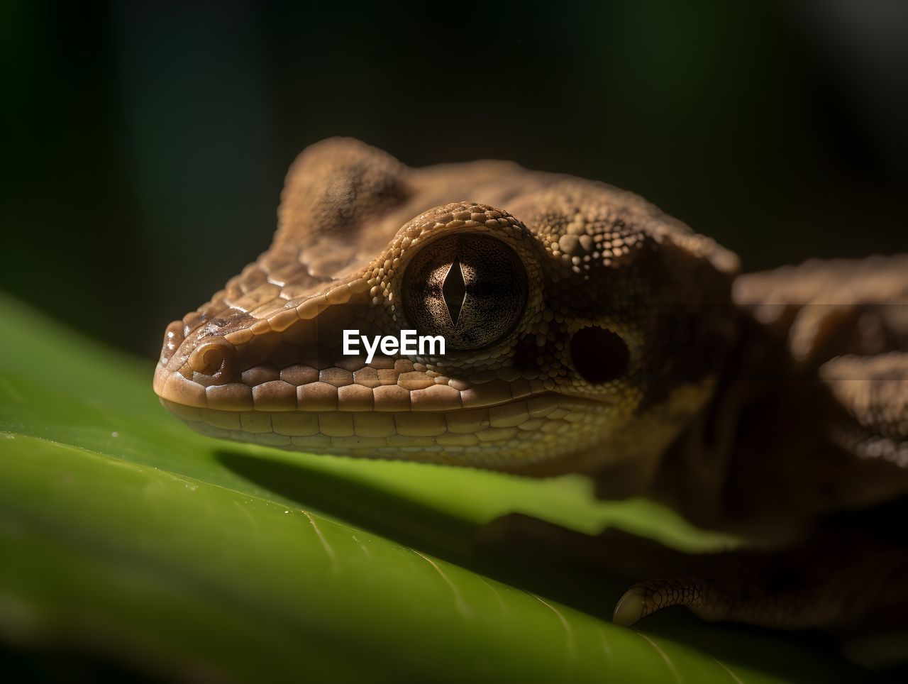 close-up of iguana