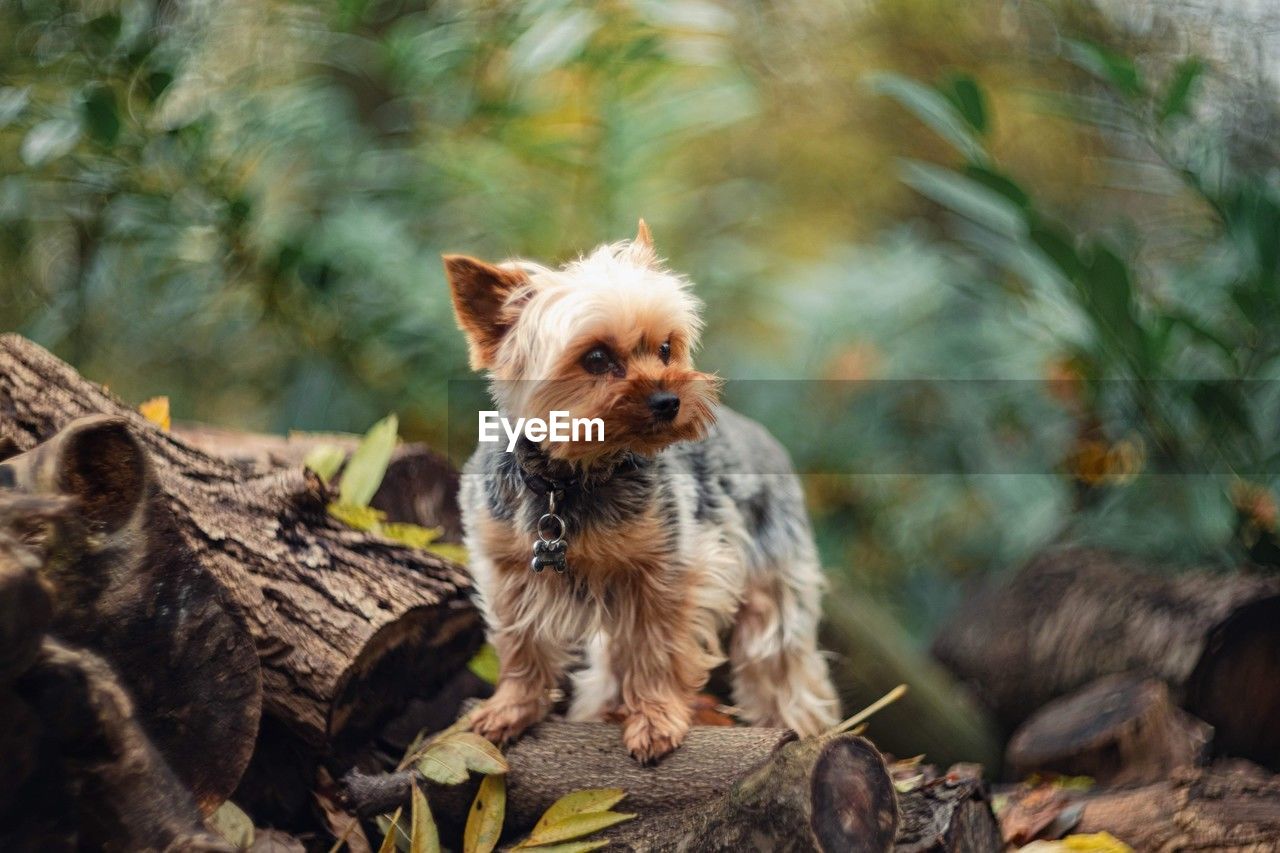 animal themes, mammal, animal, one animal, dog, canine, pet, domestic animals, lap dog, nature, tree, no people, cute, plant, terrier, puppy, portrait, australian terrier, yorkshire terrier, plant part, leaf, young animal, outdoors, norwich terrier