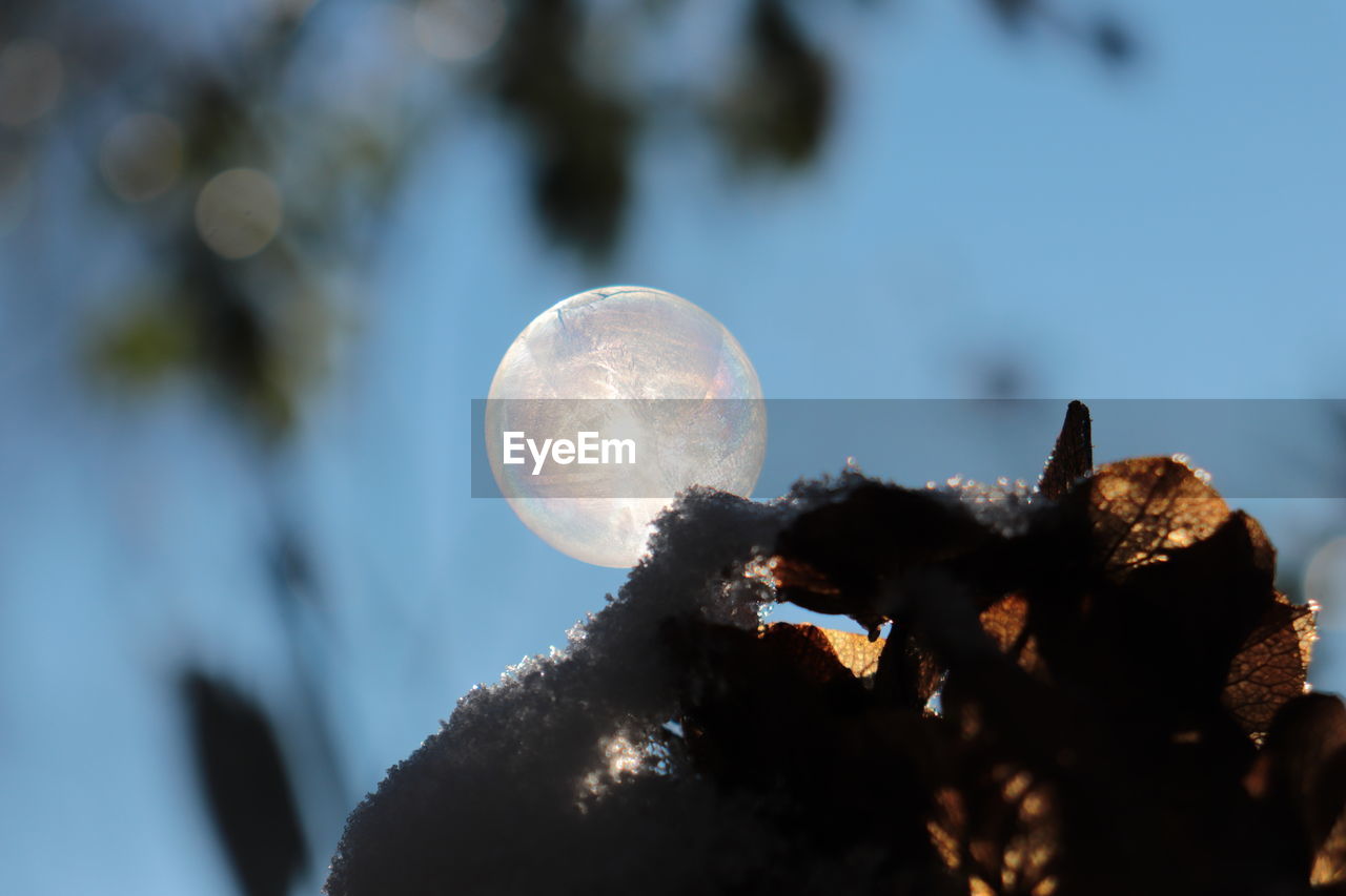 LOW ANGLE VIEW OF MOON AGAINST TREES