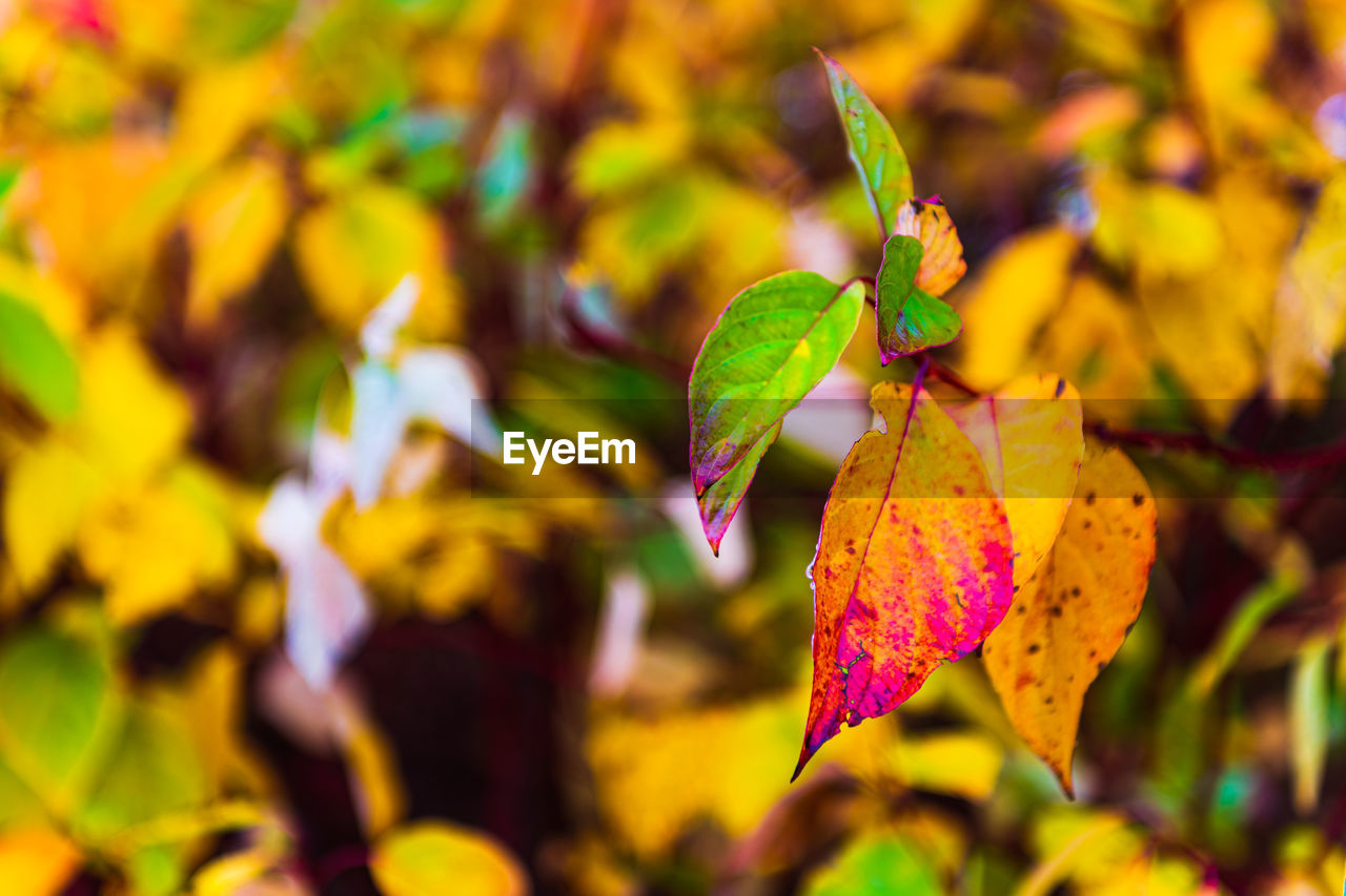 Close-up of yellow maple leaves