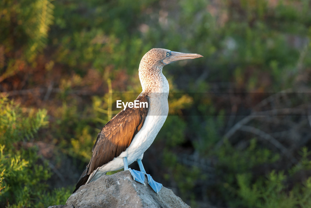 Close-up of blue-footed booby perching on rock