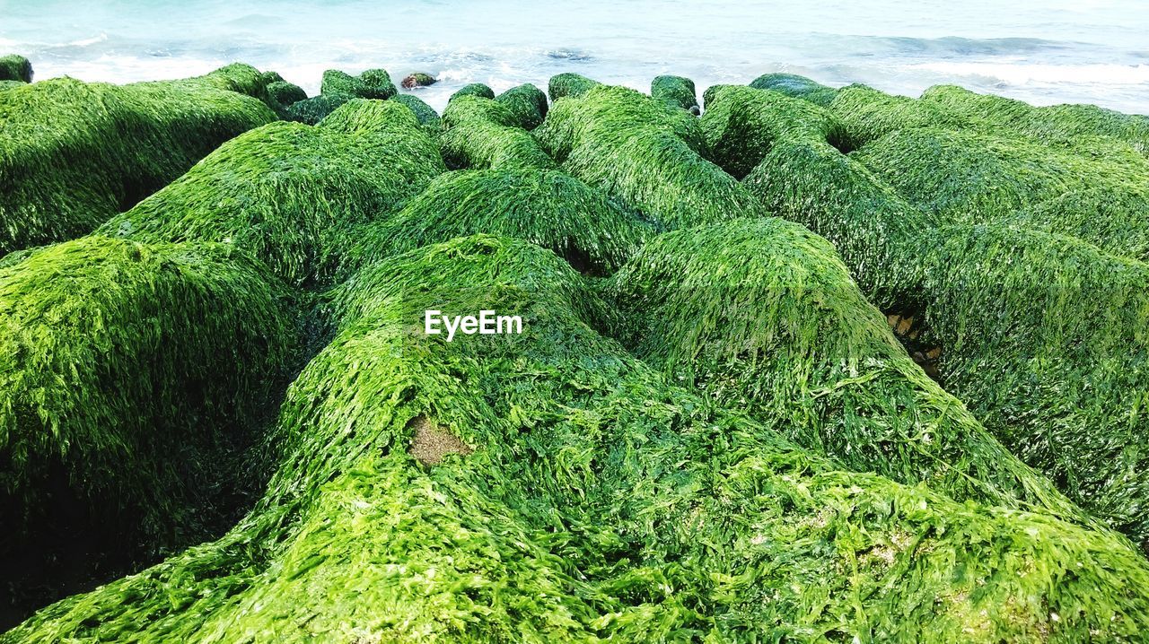 High angle view of moss growing against sea