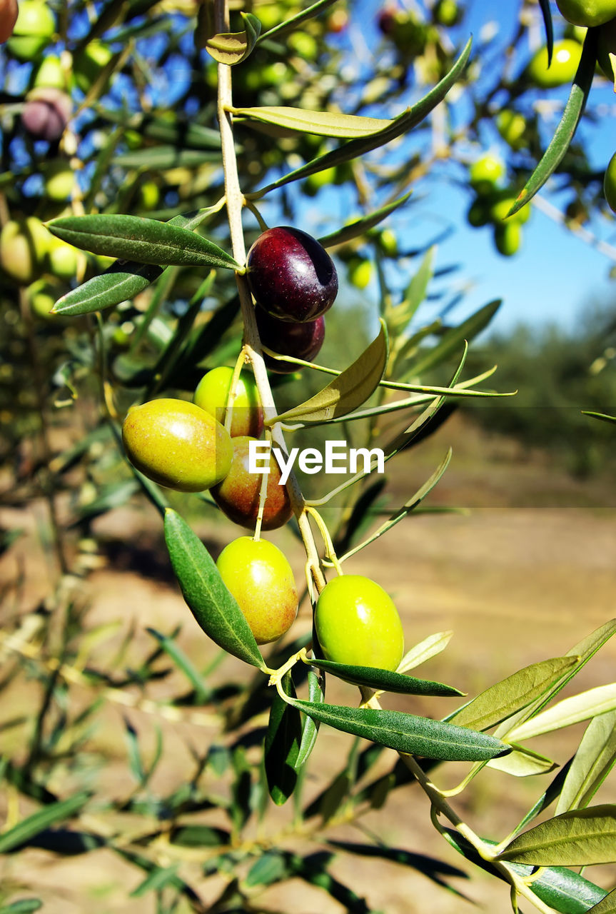 Green olives growing on tree branch