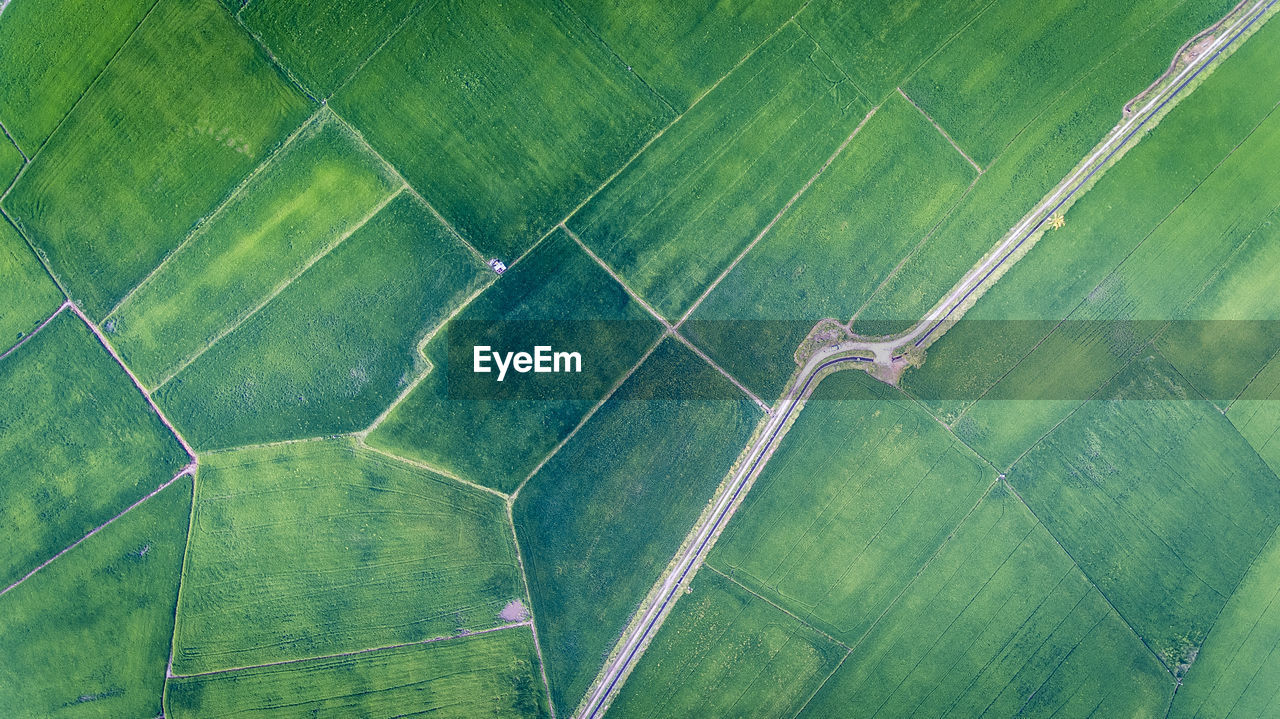 Full frame shot of agricultural field