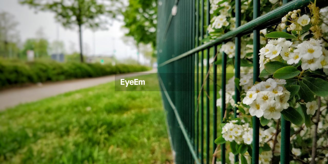 CLOSE-UP OF WHITE FLOWERING PLANT IN FIELD