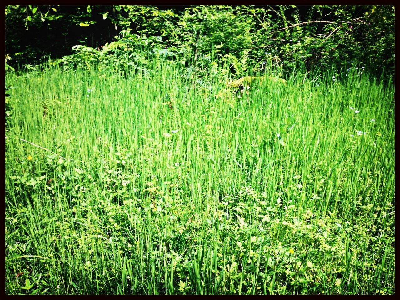 TREES GROWING ON GRASSY FIELD