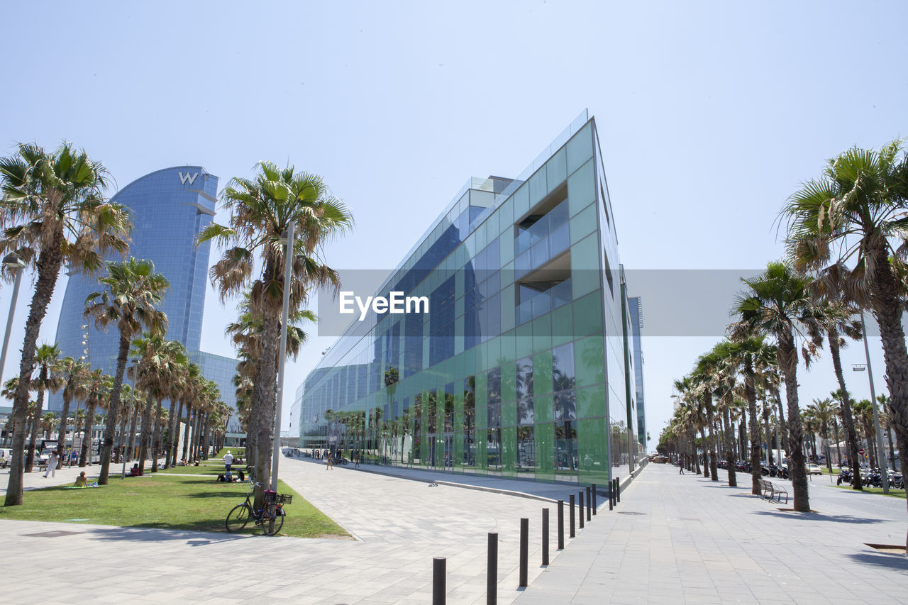 STREET AMIDST PALM TREES AND BUILDINGS AGAINST CLEAR SKY