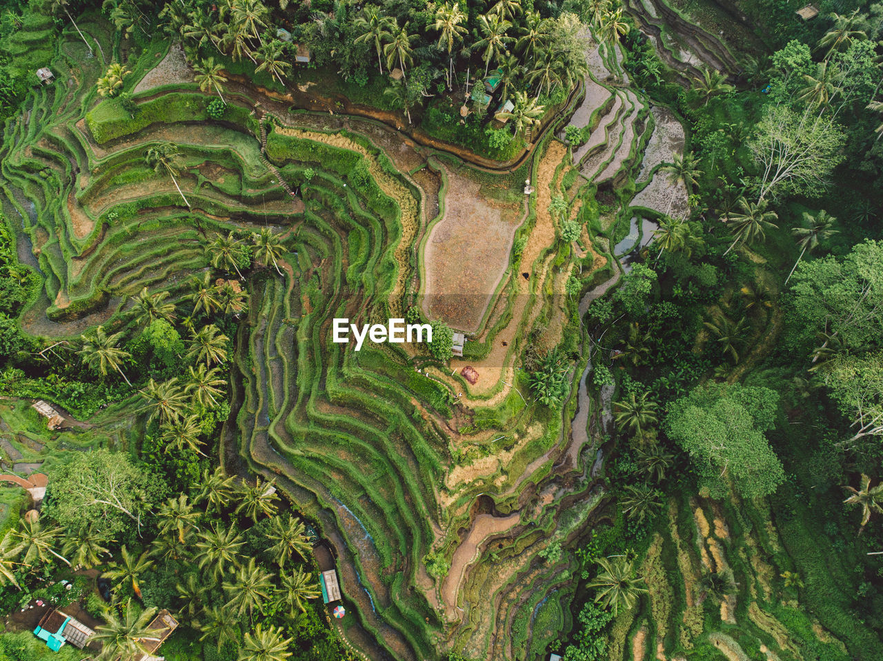 High angle view of agricultural field