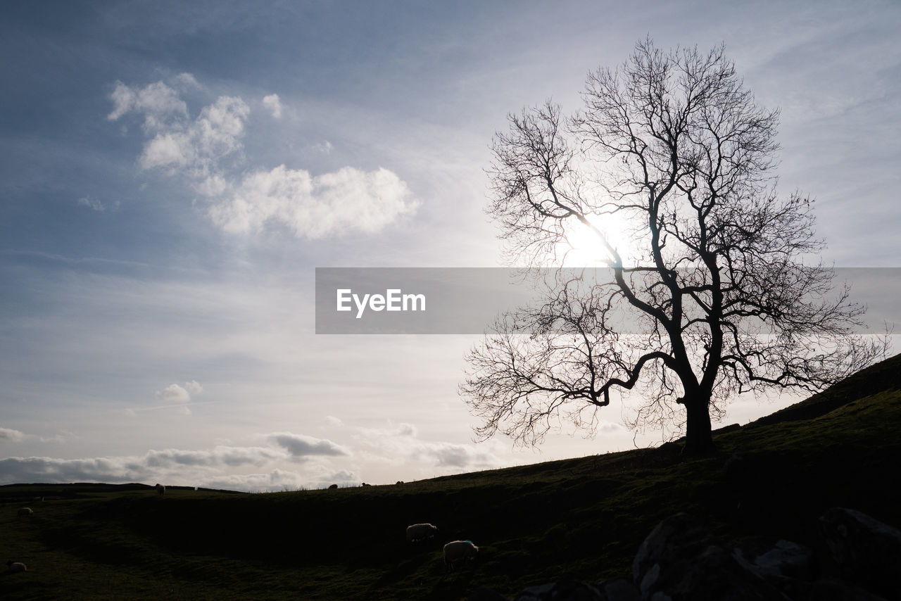 TREES AGAINST SKY