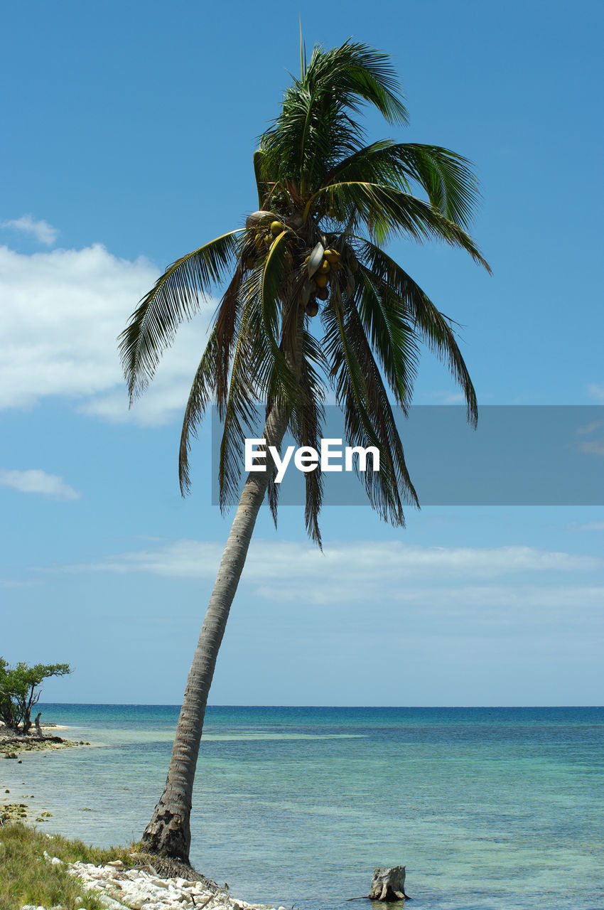 Palm tree by sea against sky