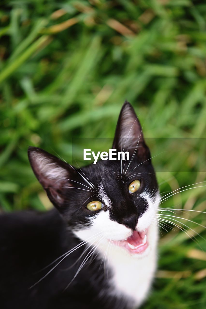 Portrait of cat on field