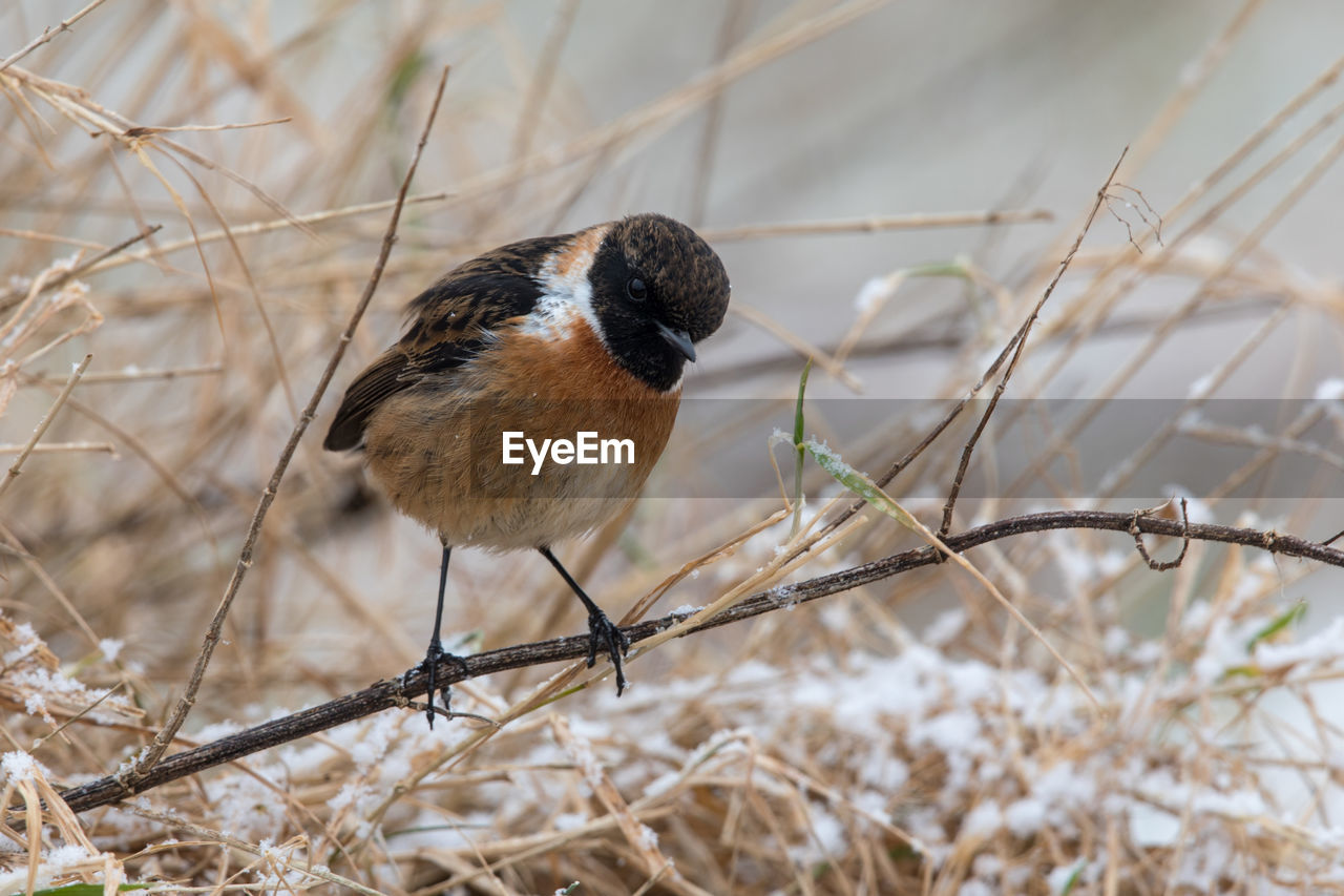 CLOSE-UP OF BIRD PERCHING ON GROUND