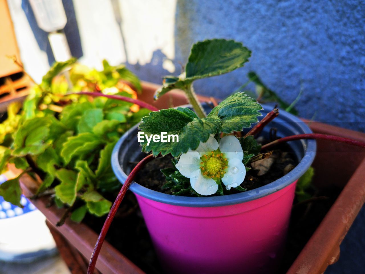 Close-up of potted plant