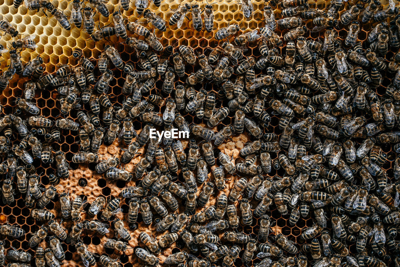 FULL FRAME SHOT OF BEE ON THE WALL