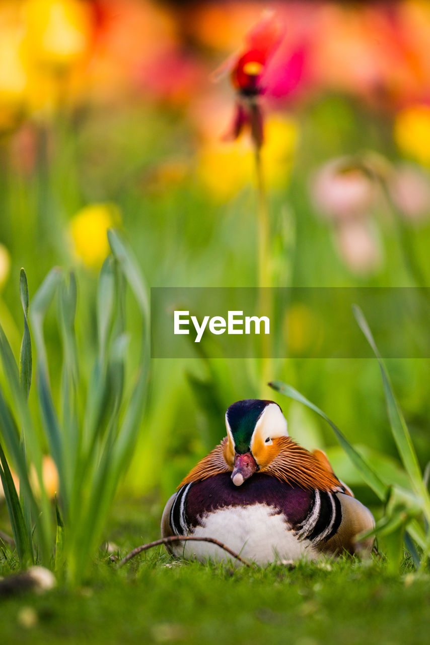 Mandarin duck resting on field