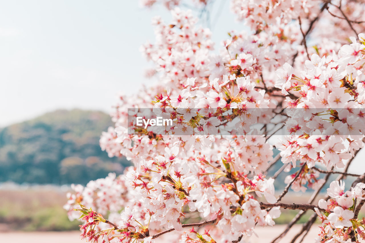 Close-up of pink cherry blossoms in spring