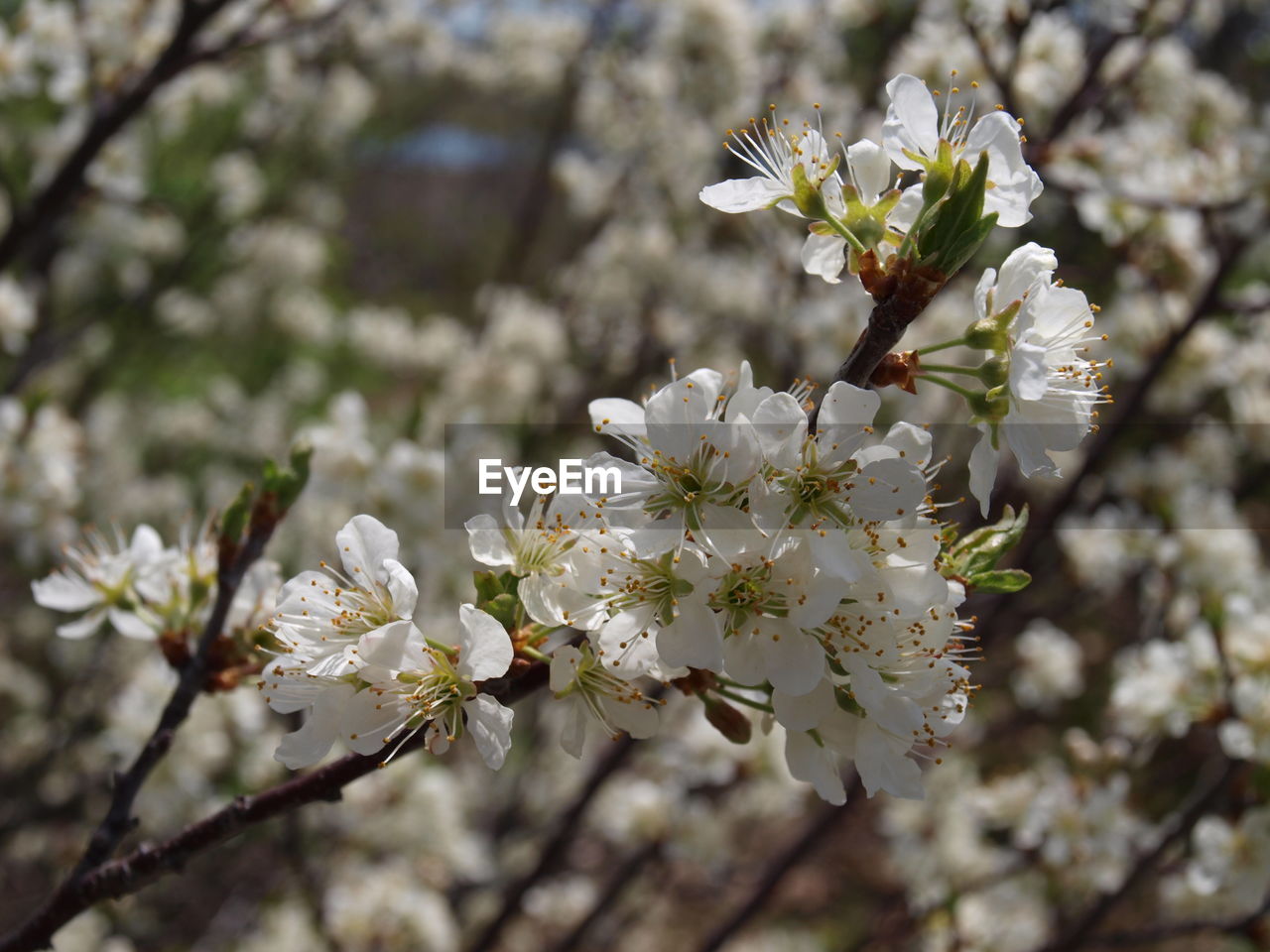 Close-up of apple blossoms in spring