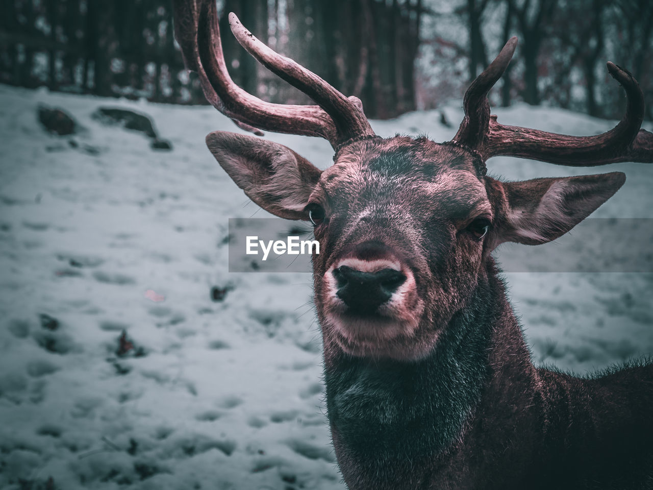 CLOSE-UP PORTRAIT OF DEER