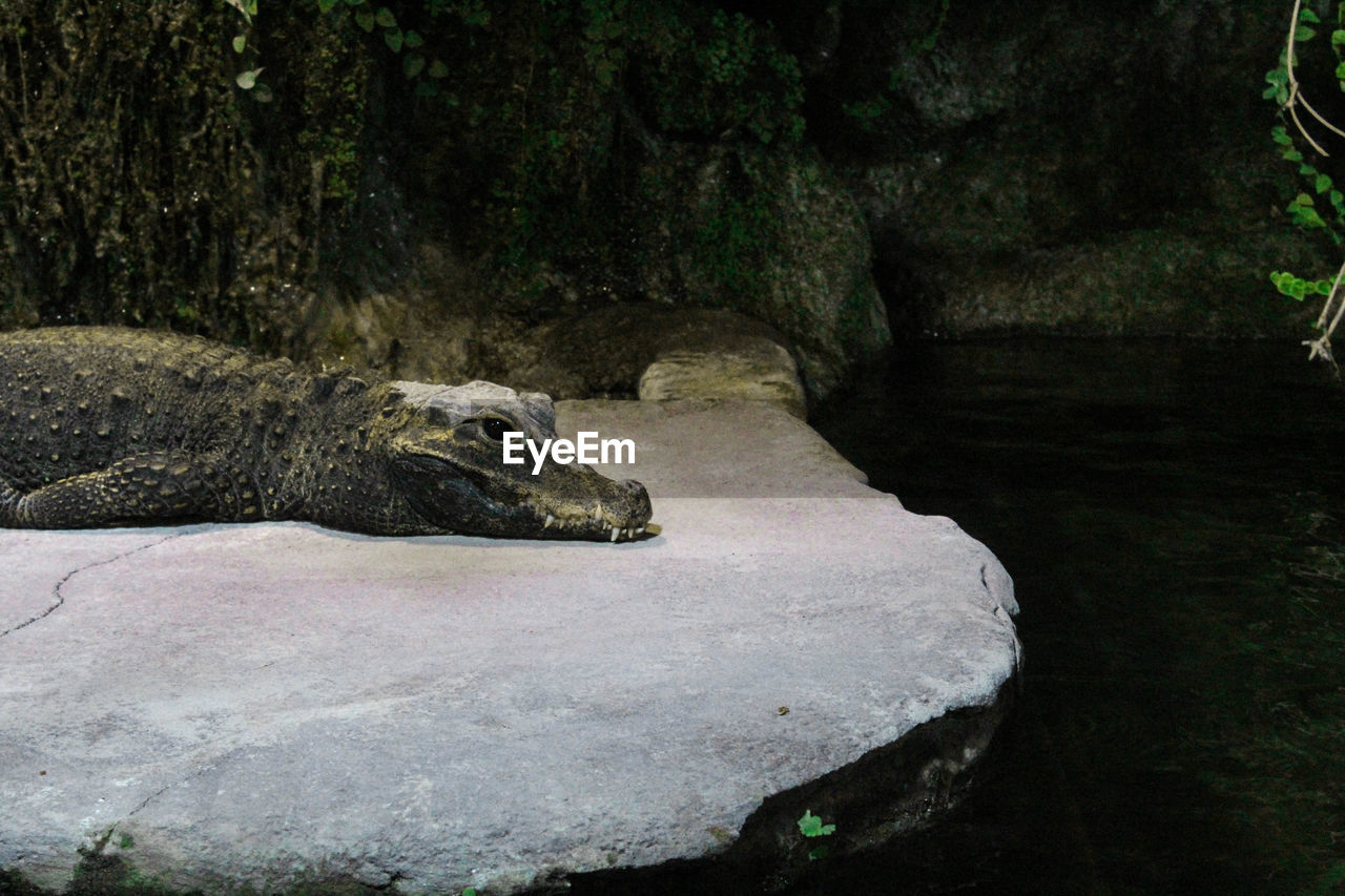 Alligator on rock at zoo