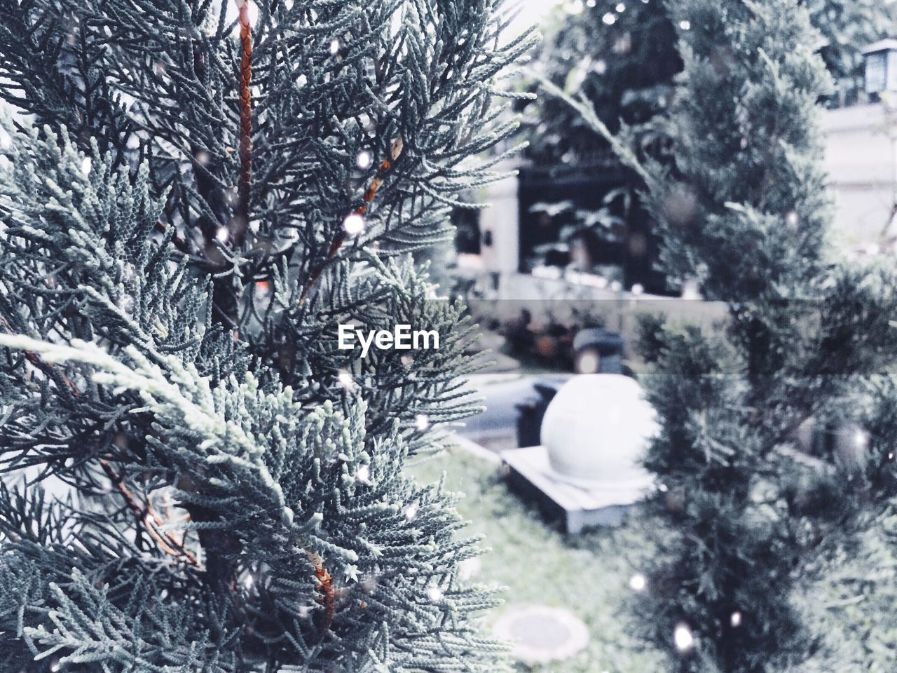 Close-up of pine tree in back yard during winter