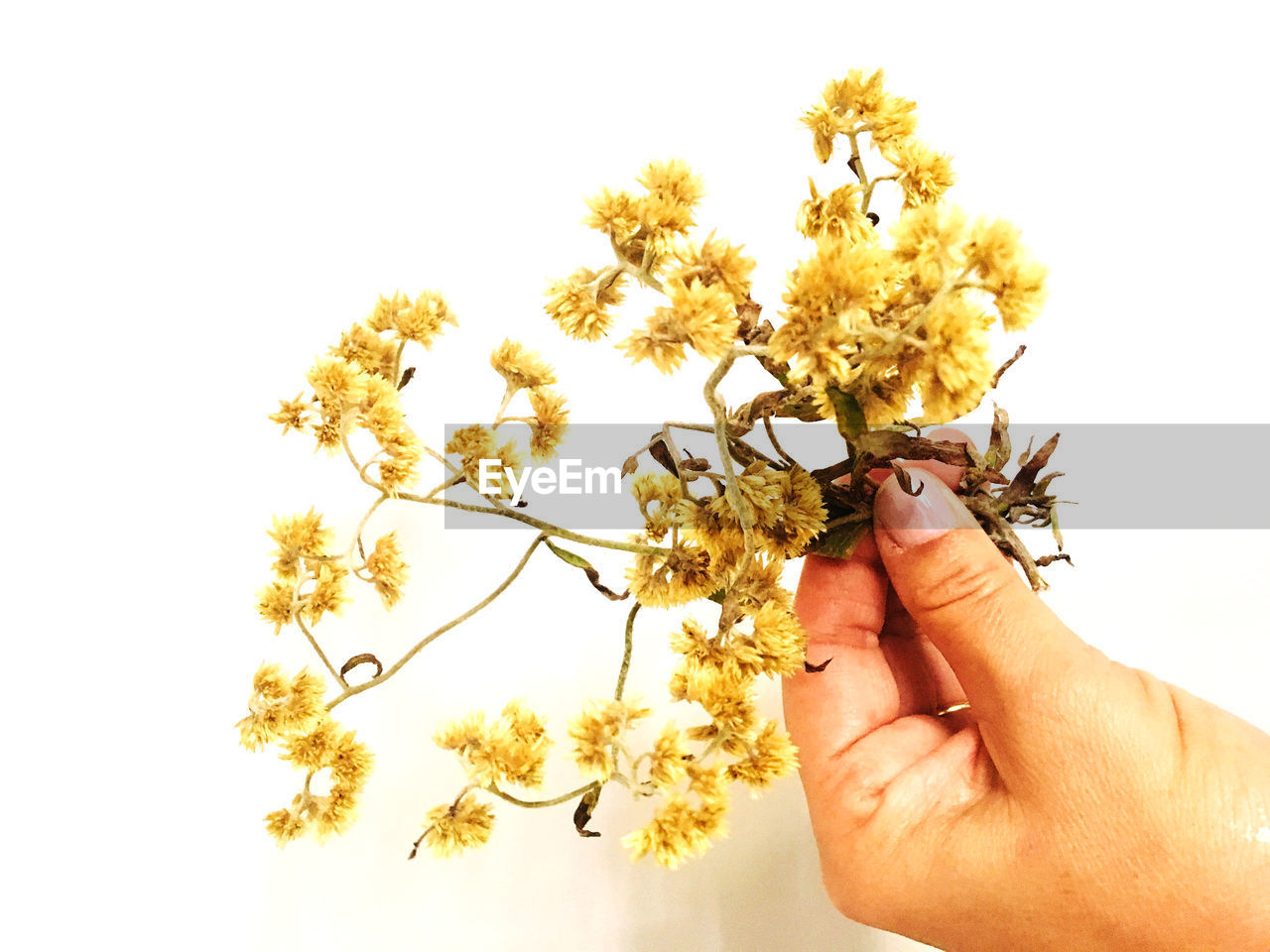 Cropped hands of person holding flowers against white background