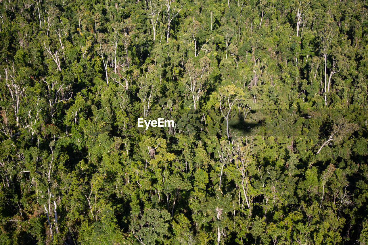 Full frame shot of a little plane shadow on trees in forest