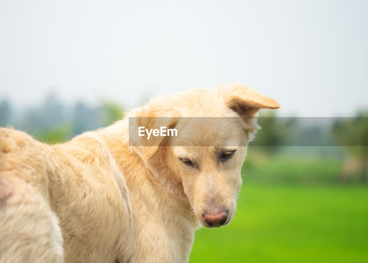 CLOSE-UP OF GOLDEN RETRIEVER ON LAND