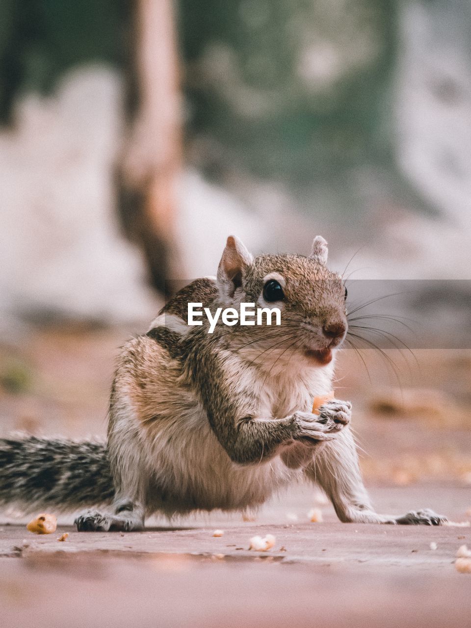 Close-up of squirrel eating