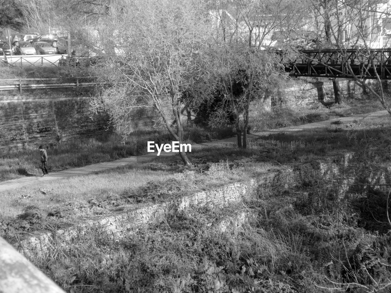 TREES GROWING IN FARM