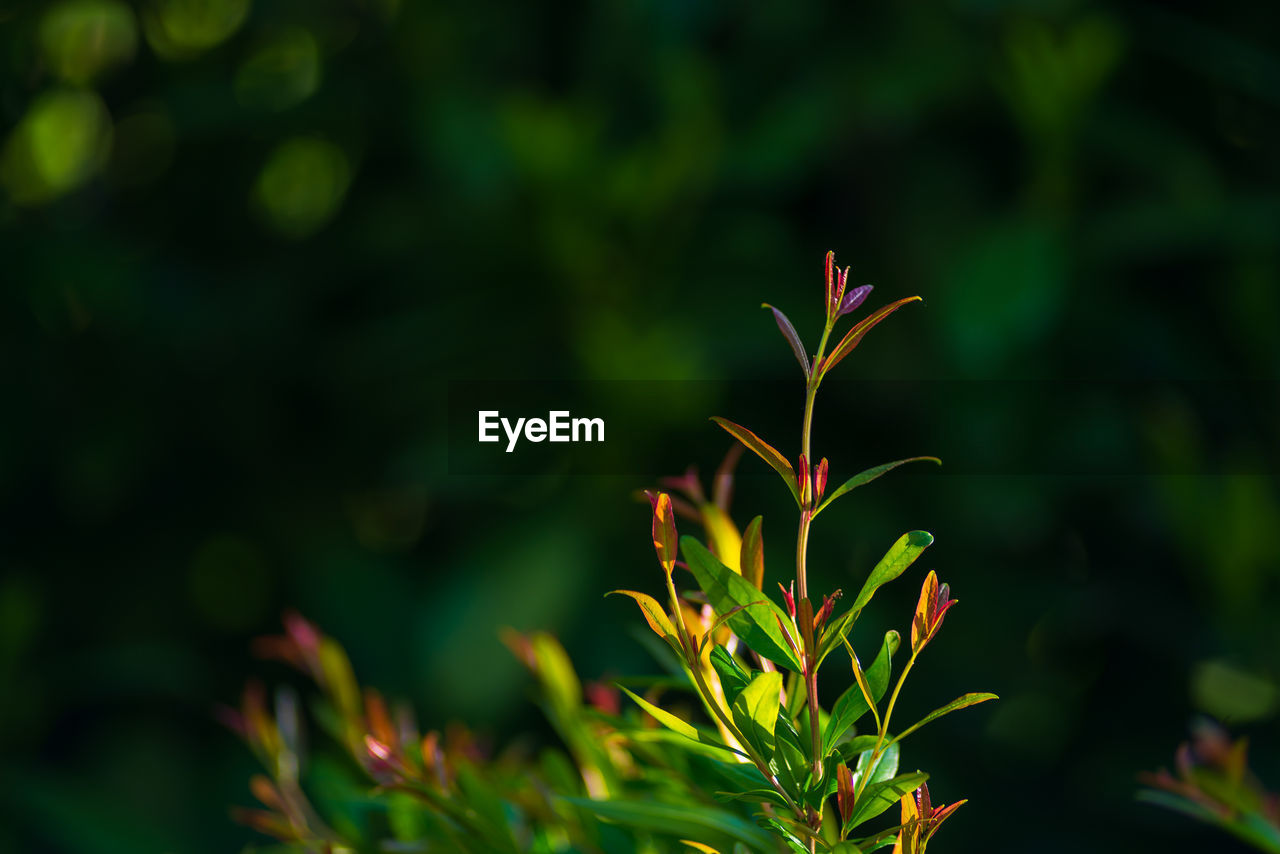 CLOSE-UP OF FLOWERING PLANT LEAVES