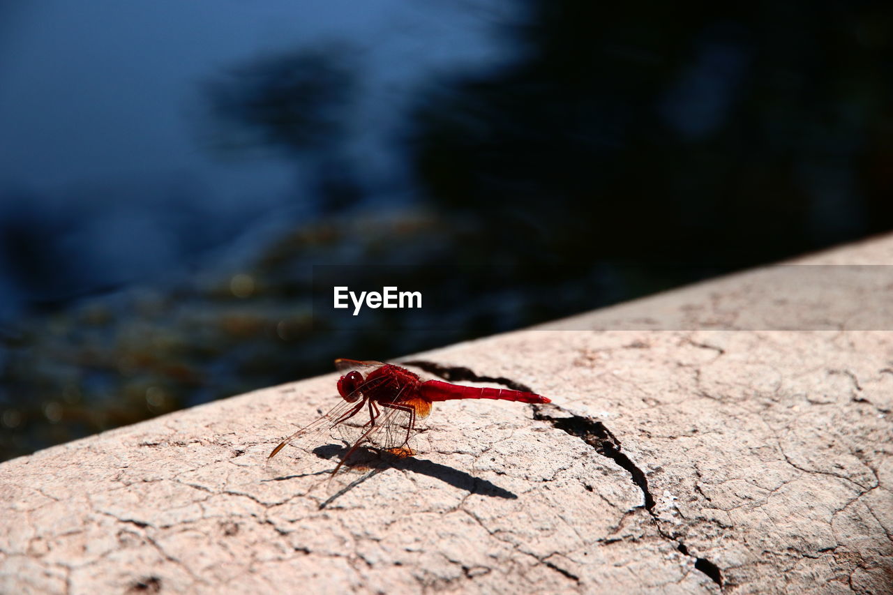 Sardinian red dragonfly