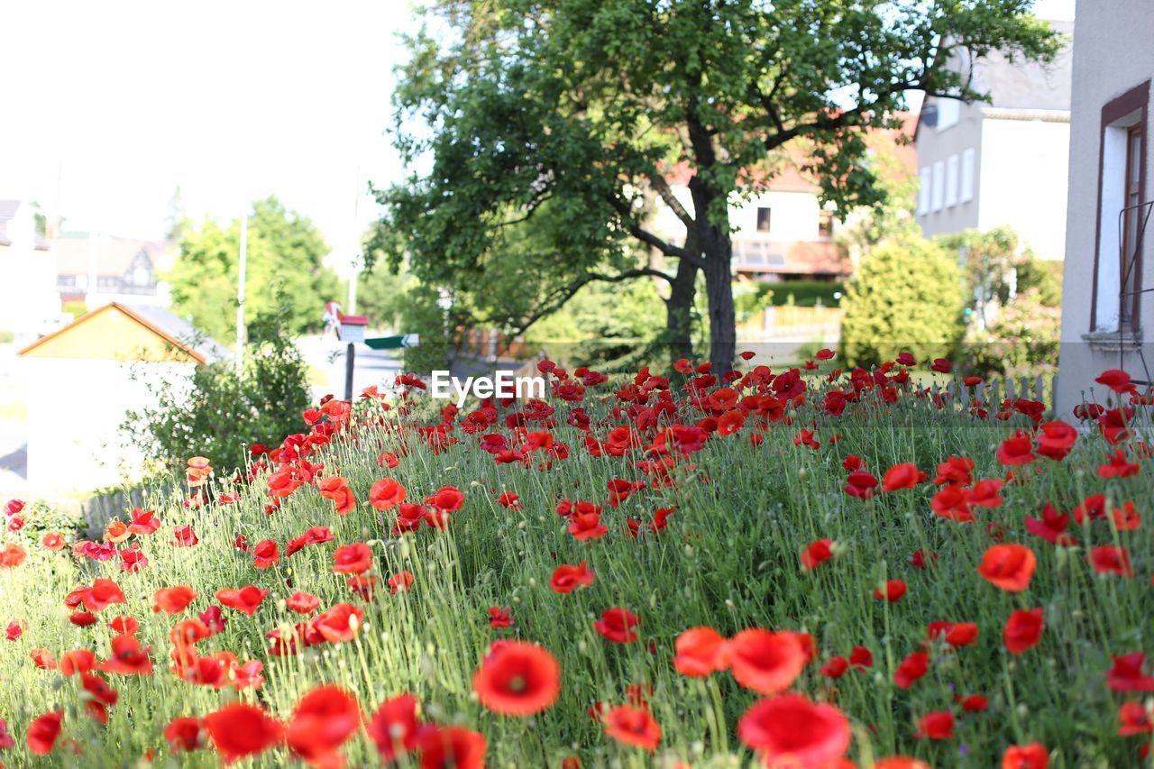 Red flowers growing in city