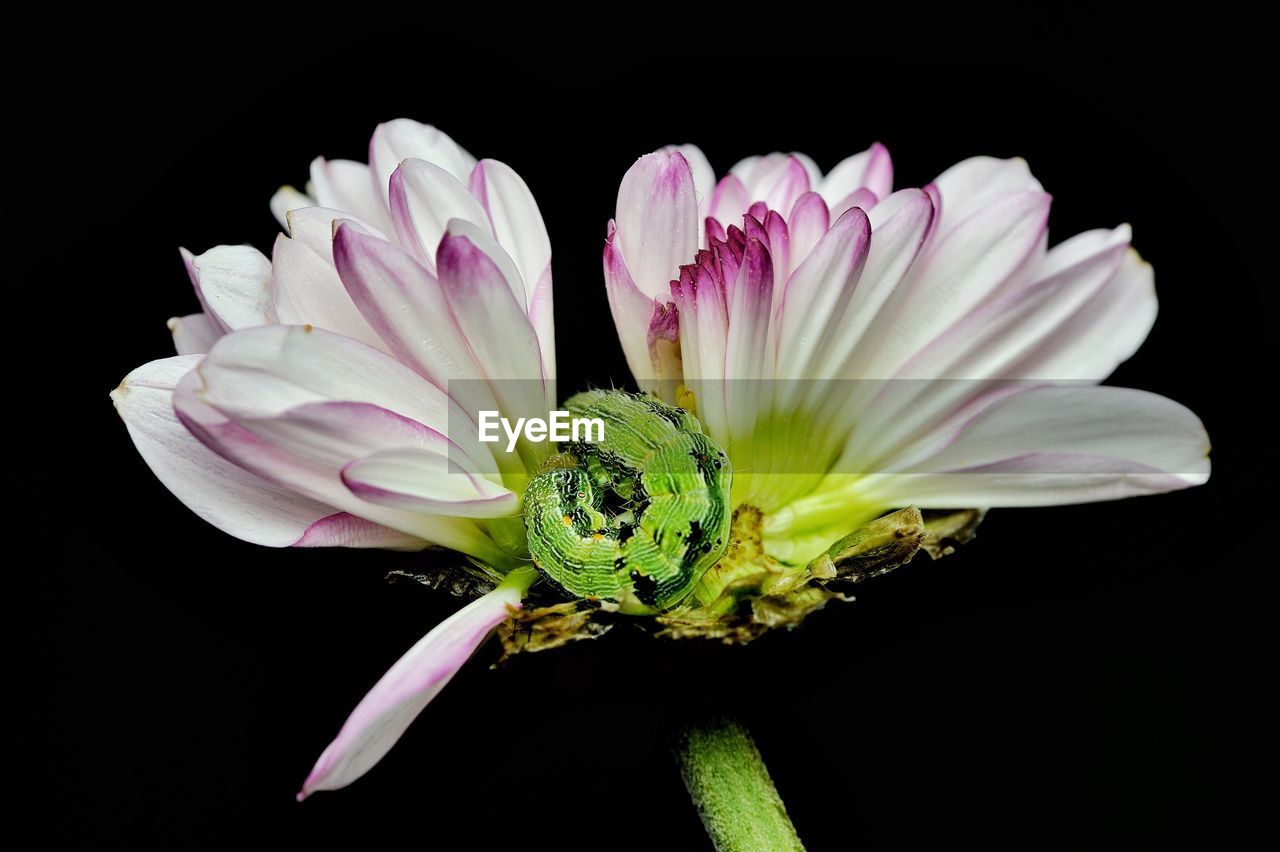 CLOSE-UP OF FLOWERS AGAINST BLACK BACKGROUND
