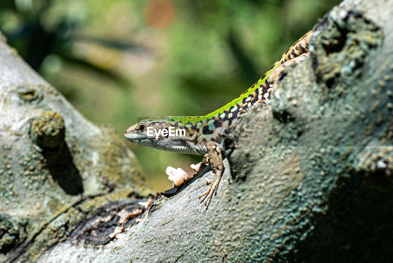 CLOSE-UP OF A LIZARD