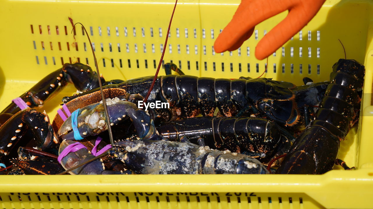 Close-up of hand touching lobster in basket 