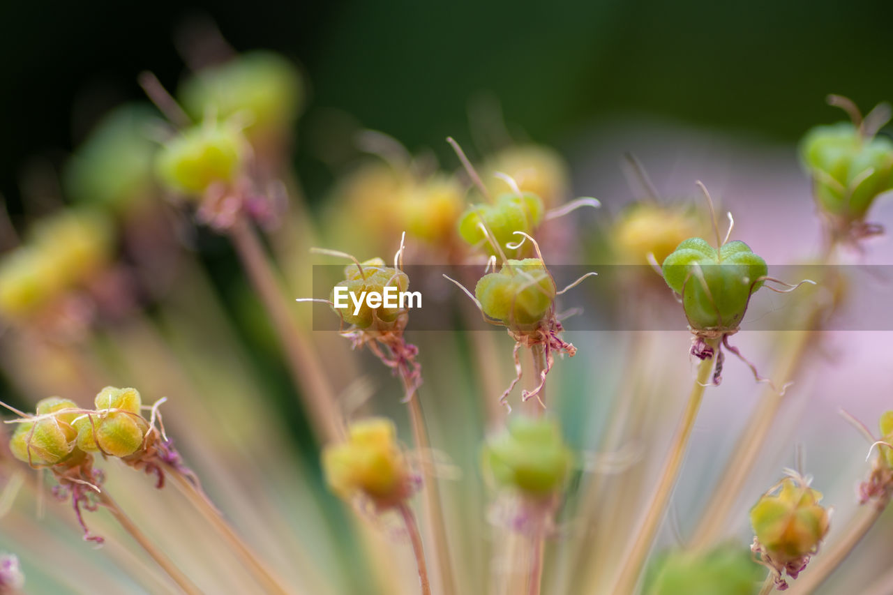 Close-up of yellow flowering plant
