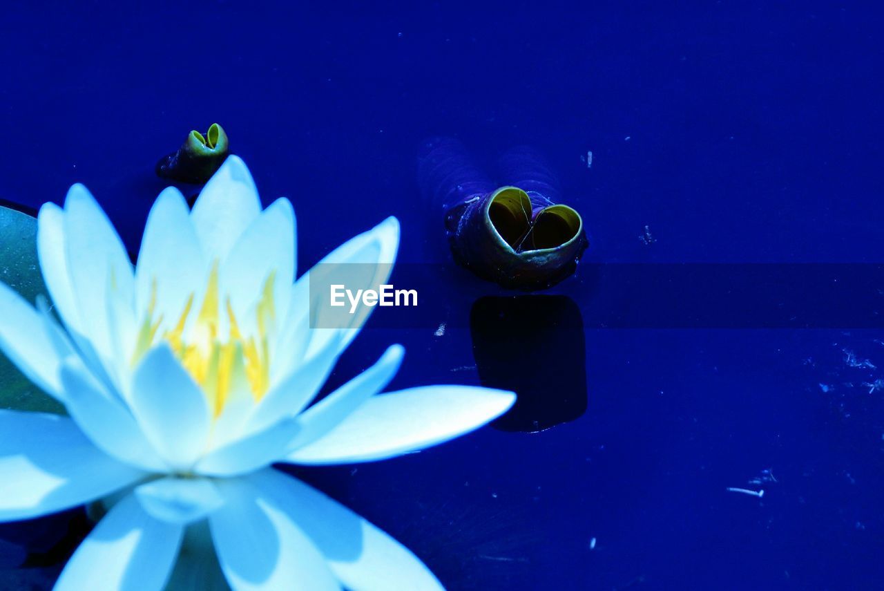 CLOSE-UP OF WATER LILY IN POND