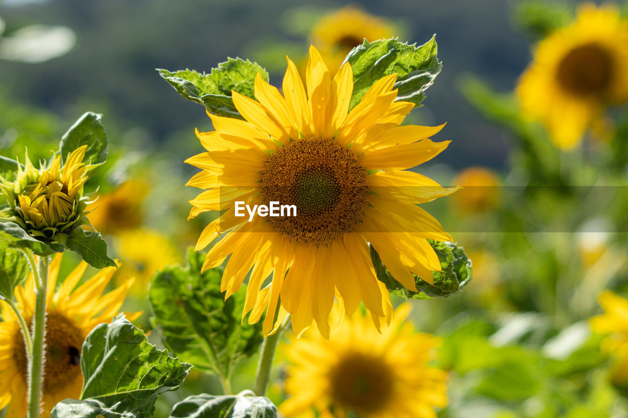 CLOSE-UP OF YELLOW FLOWERING PLANTS