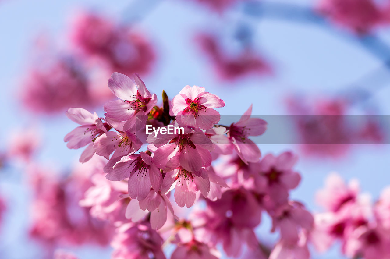 CLOSE-UP OF PINK CHERRY BLOSSOM OUTDOORS