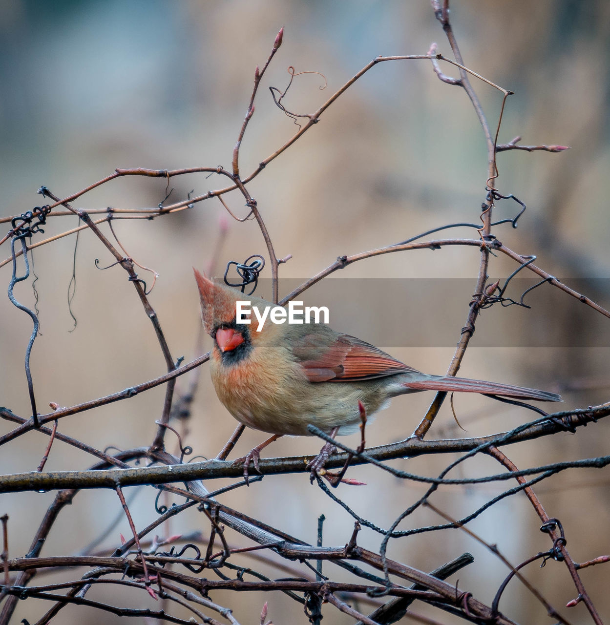 Bird perching on bare tree